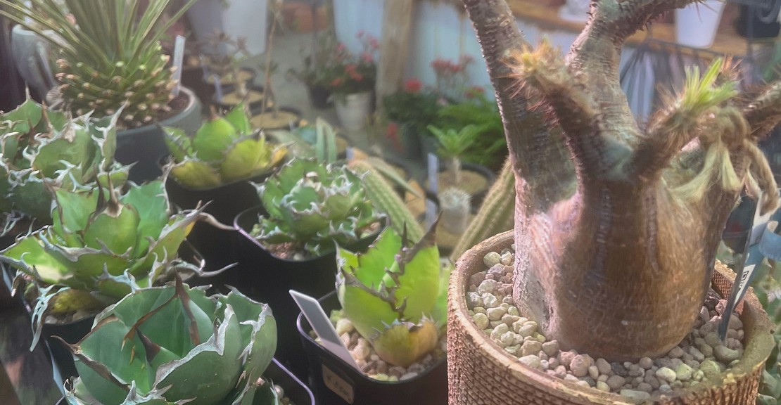 体験メニュー開催場所のすぐ隣には、いろんな植物もたくさんございます。緑の中でごゆっくりお楽しみくださいませ。