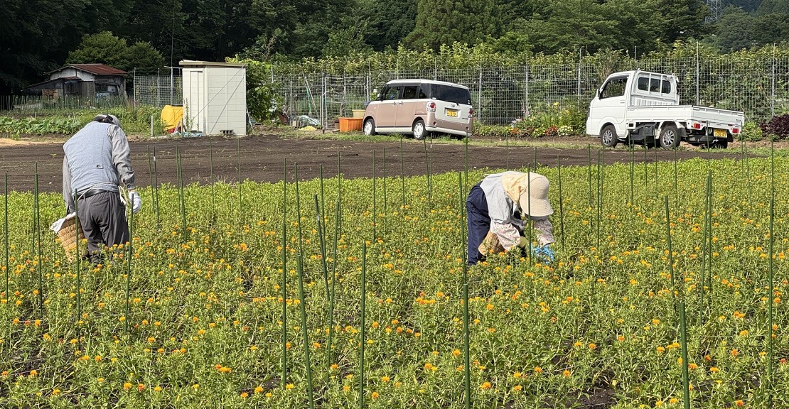ベニ花摘み