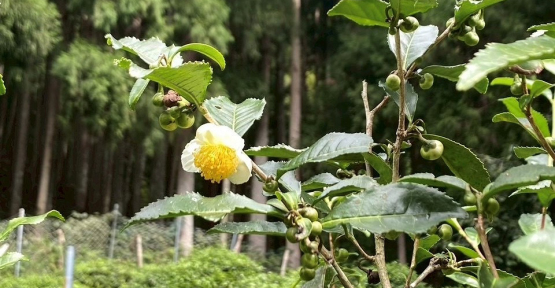 盆栽5
