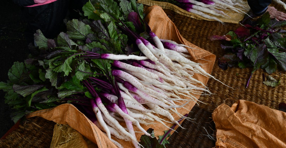 日野町の原産野菜「日野菜」を使ってお漬物を作ります