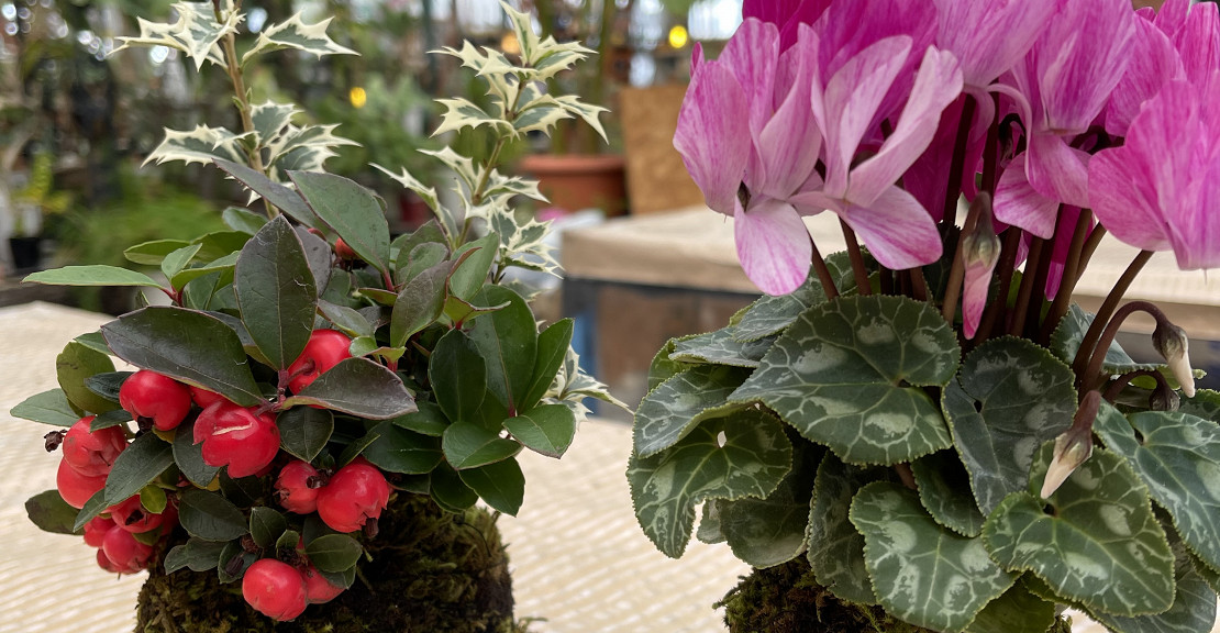 宿根草をご利用いただきます。季節によって移り変わる植物の表情もお楽しみくださいませ。