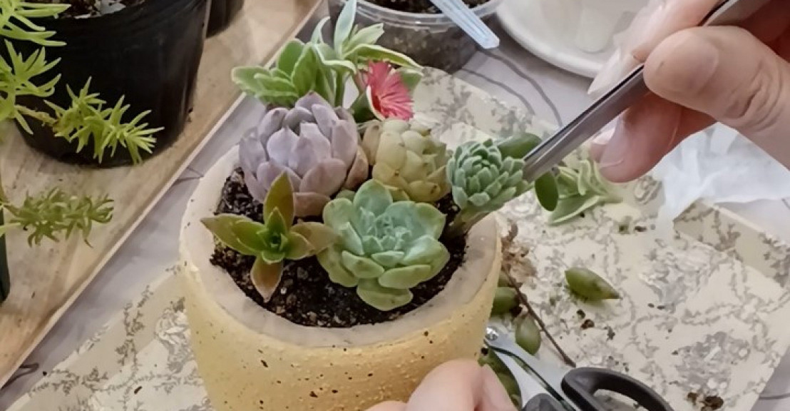 ルルポ寄せ植え（差し替え）