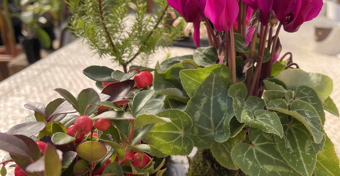 季節の植物を苔玉にしていただきます。目安として2個作成していただく予定をしております。