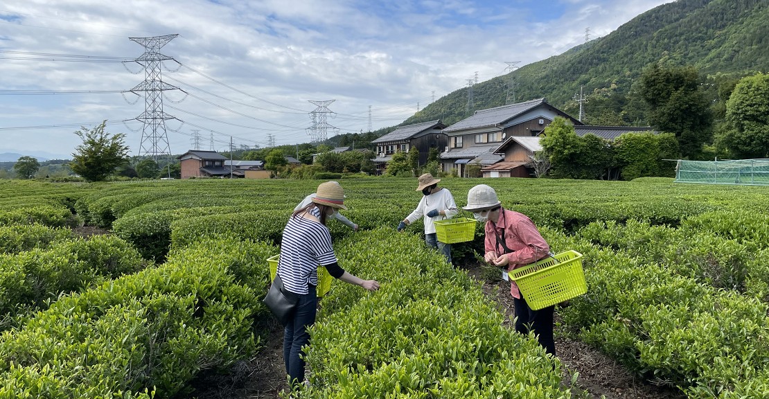 お茶摘み